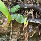 19. Adiantum reniforme - Fougère tam tam. - Pteridaceae -Endémique - La Réunion, Maurice.jpeg