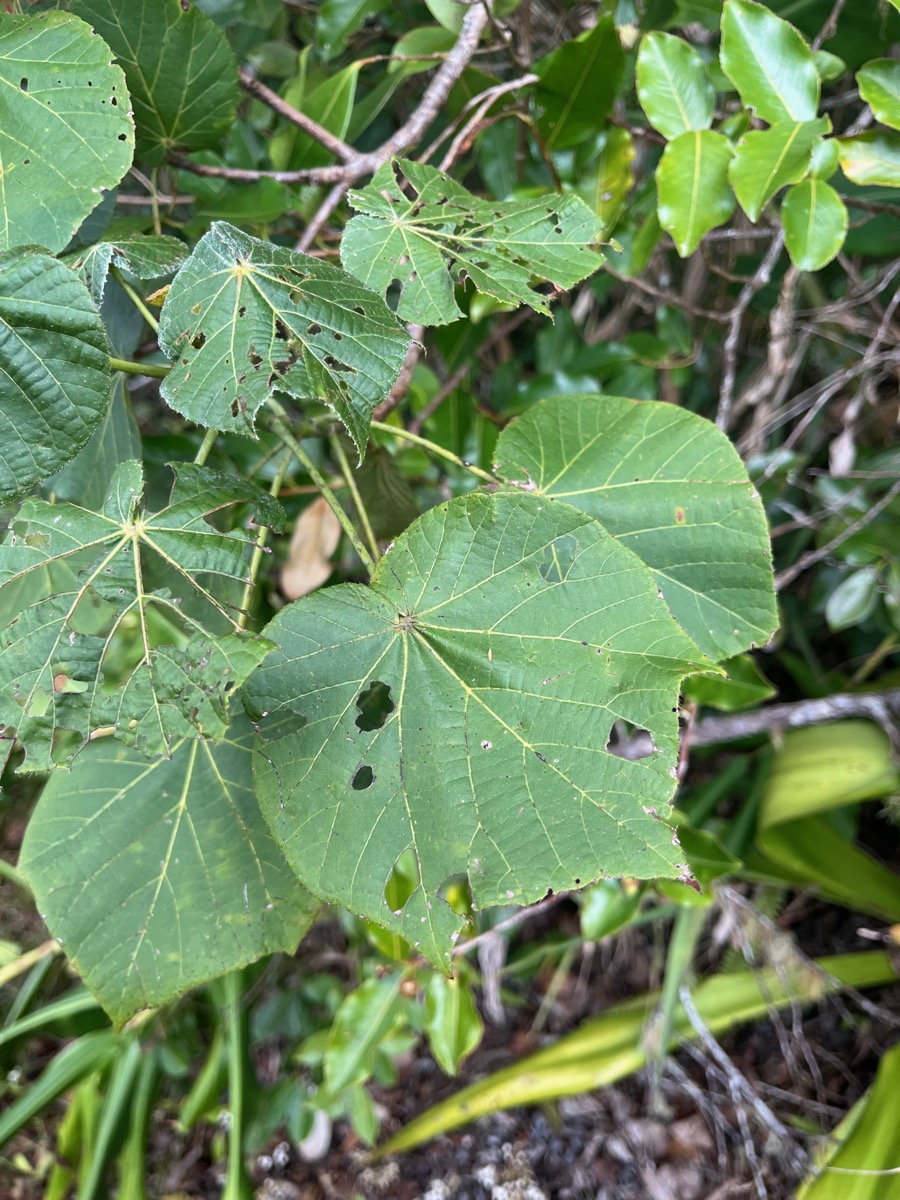 24. ??? Dombeya elegans var. elegans.jpeg