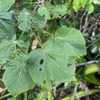 24. ??? Dombeya elegans var. elegans.jpeg