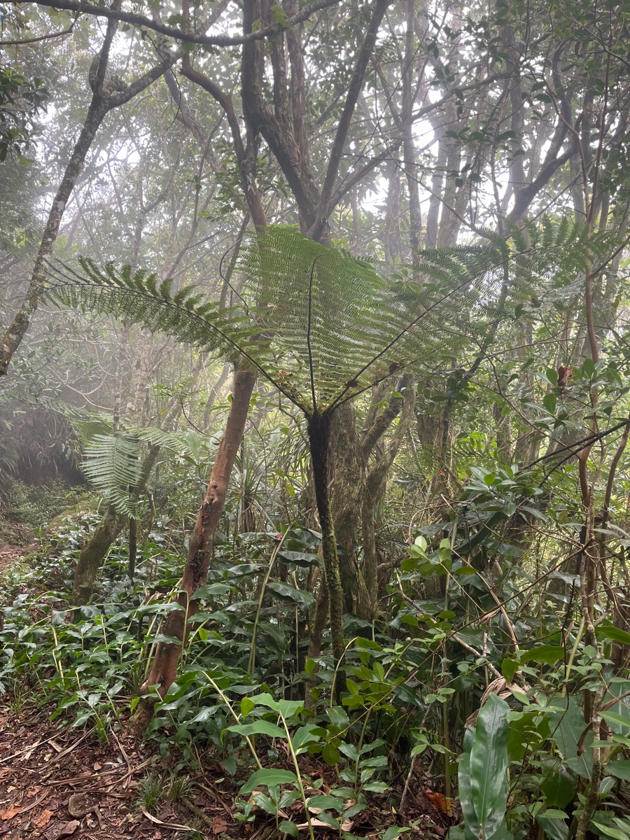 25. Alsophila borbonica (Desv.) R.M. Tryon- Fanjan mâle - Cyatheacée -I.jpeg