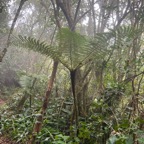 25. Alsophila borbonica (Desv.) R.M. Tryon- Fanjan mâle - Cyatheacée -I.jpeg