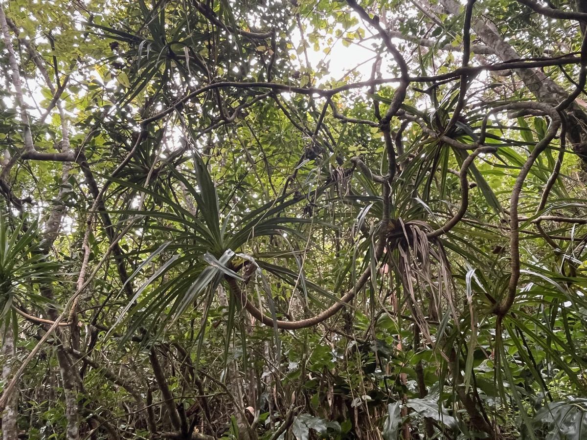 26. À l'extreme gauche à moitié visible Bois de chandelle - Pandanus sylvestris.jpeg