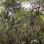 26. À l'extreme gauche à moitié visible Bois de chandelle - Pandanus sylvestris.jpeg