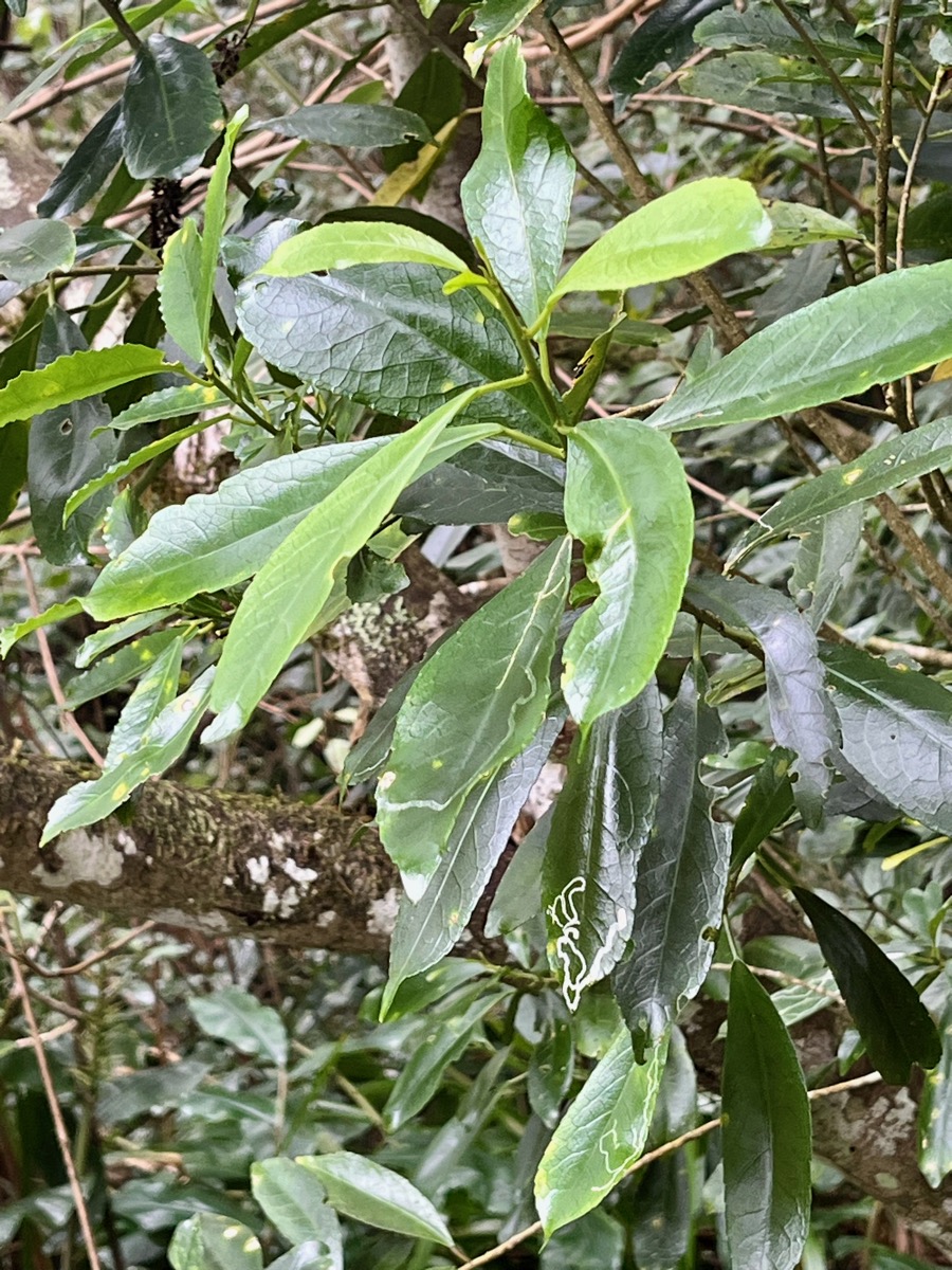 27. Claoxylon parviflorum - Petit Bois d'oiseau- Euphorbiacée - B.jpeg