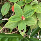 28. Tibouchina urvilleana - griffe le diable  - MALASTOMATACEAE -.jpeg