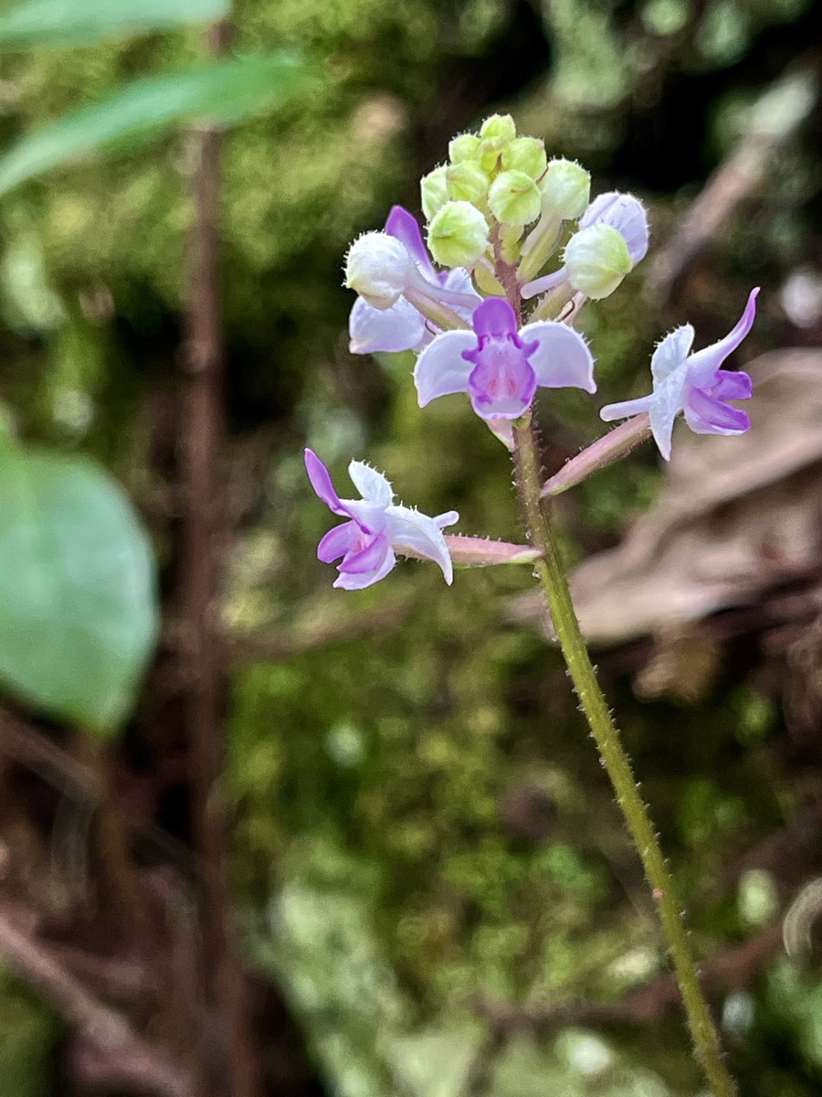 29. Cynorkis ridleyi - Ø - Orchidaceae - indigène Réunion.jpeg