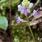 29. Cynorkis ridleyi - Ø - Orchidaceae - indigène Réunion.jpeg