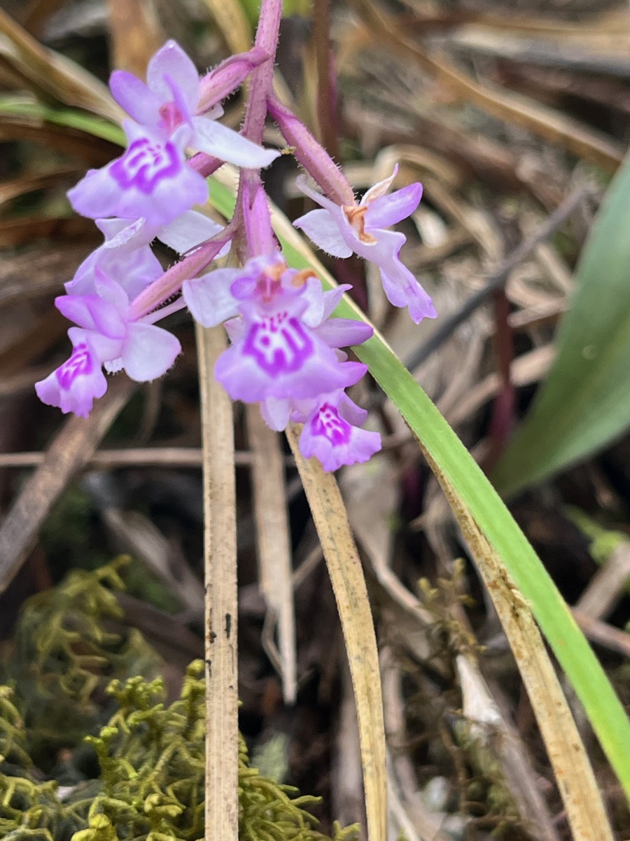 31. ??? Cynorkis frappieri - Ø - Orchidaceae - origine ? IMG_1369.HEIC.jpeg