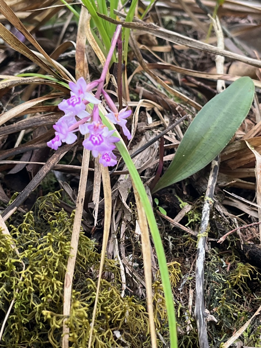 32. ??? Cynorkis frappieri - Ø - Orchidaceae - origine ?  IMG_1371.HEIC.jpeg