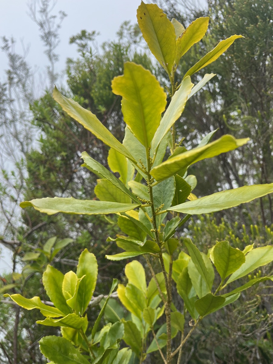 34. Claoxylon parviflorum - Petit Bois d'oiseau- Euphorbiacée - B.jpeg