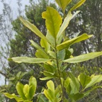 34. Claoxylon parviflorum - Petit Bois d'oiseau- Euphorbiacée - B.jpeg