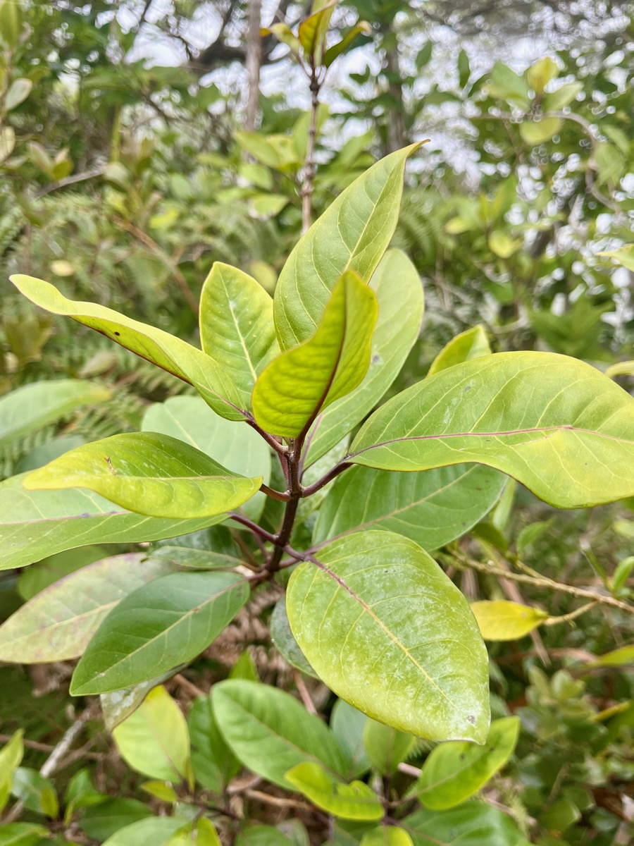 35. Nuxia verticillata - Bois maigre - Stilbacée-M..jpeg