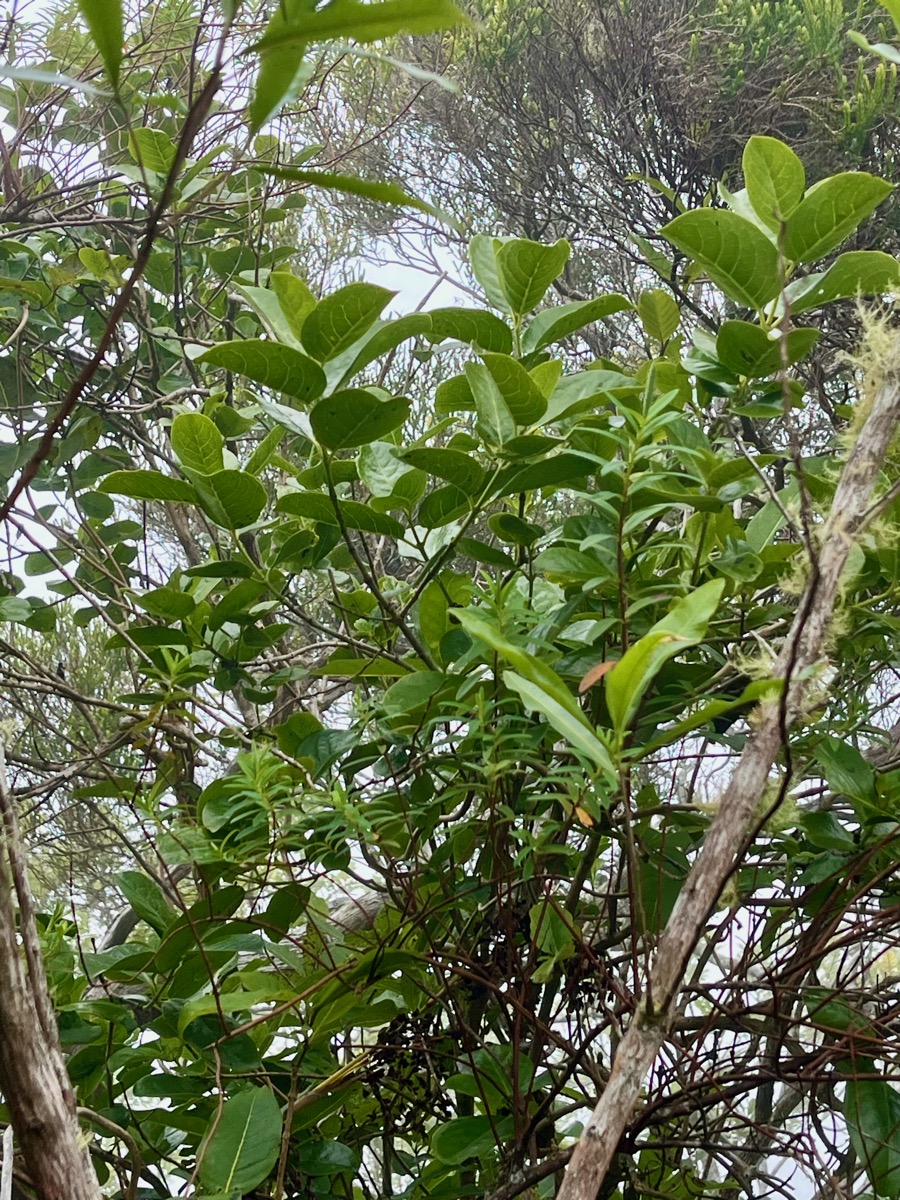 36. Geniostoma borbonicum - Bois de piment ou Bois de rat - Loganiaceae.jpeg