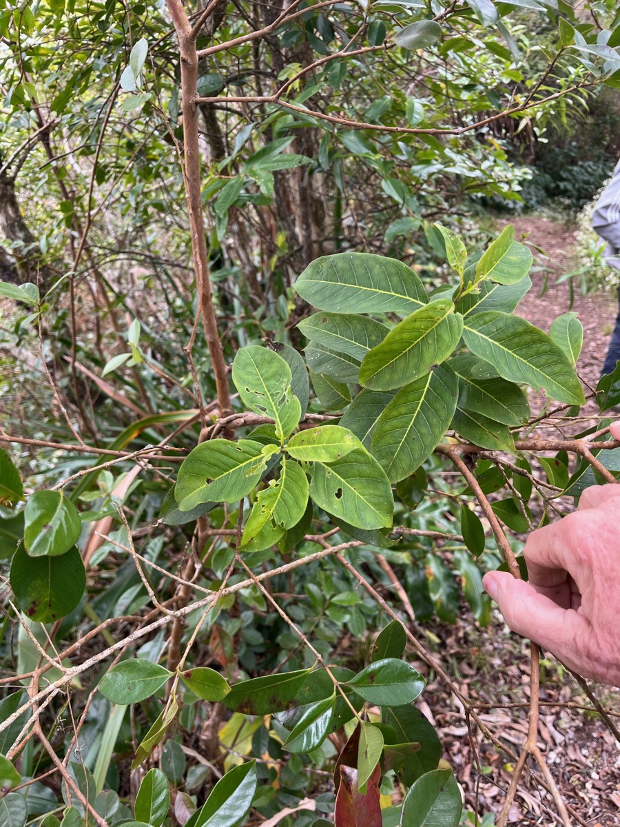 37. Danais fragrans - Liane jaune ou Lingue noir  - RUBIACEE.jpeg