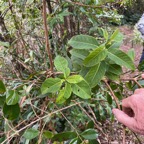 37. Danais fragrans - Liane jaune ou Lingue noir  - RUBIACEE.jpeg