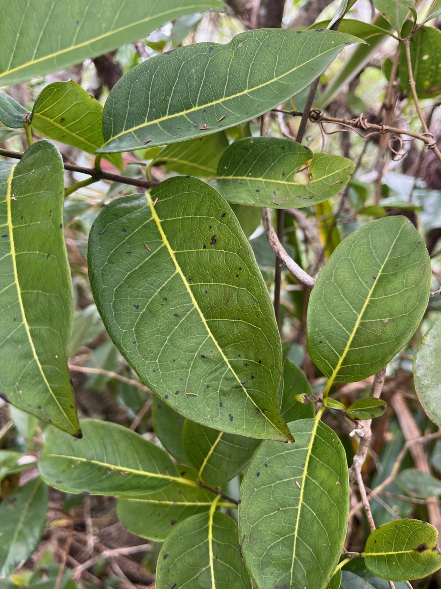 39. Feuilles Danais fragrans - Liane jaune ou Lingue noir  - RUBIACEE.jpeg