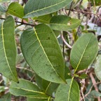 39. Feuilles Danais fragrans - Liane jaune ou Lingue noir  - RUBIACEE.jpeg