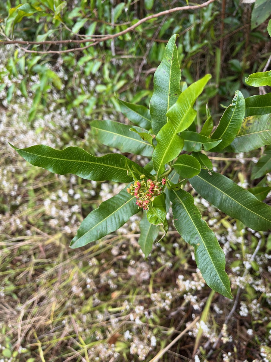 40. Dodonaea viscosa - Bois d’arnette (des Bas) ou Bois de rainette - Sapindaceae - Indigène Réunion.jpeg