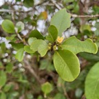 42. Fleur Turraea thouarsiana - Bois de quivi - Meliaceae - endémique B M.jpeg