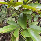 43. Antidesma madagascariense - Bois de cabri (blanc) - Euphorbiaceae -    Madagascar. Comores. La Réunion. Maurice.jpeg