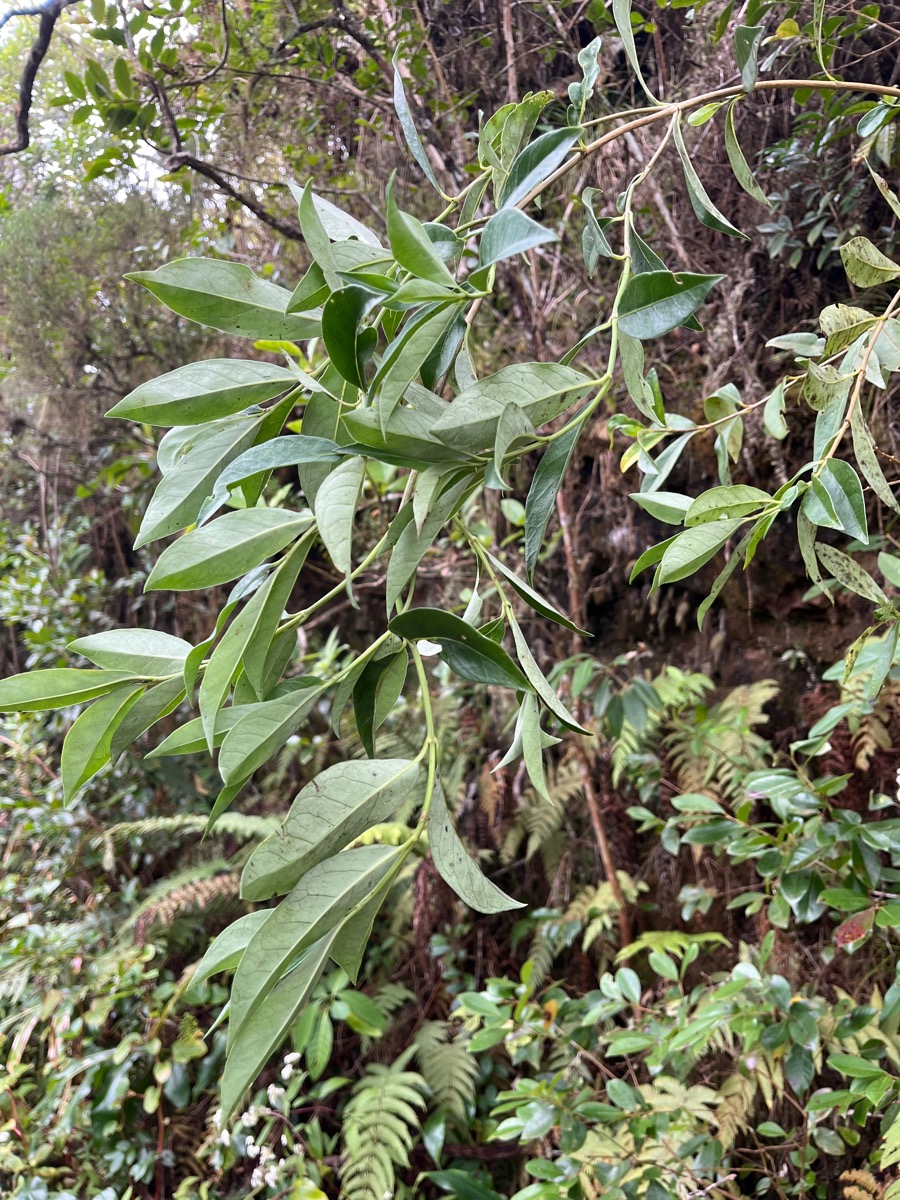 44. Geniostoma angustifolium .bois bleu. bois de piment; bois de rat. loganiaceae. endémique Réunion Maurice.jpeg