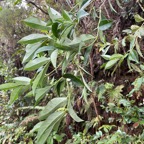 44. Geniostoma angustifolium .bois bleu. bois de piment; bois de rat. loganiaceae. endémique Réunion Maurice.jpeg