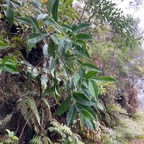 45. Geniostoma angustifolium .bois bleu. bois de piment; bois de rat. loganiaceae. endémique Réunion Maurice.jpeg