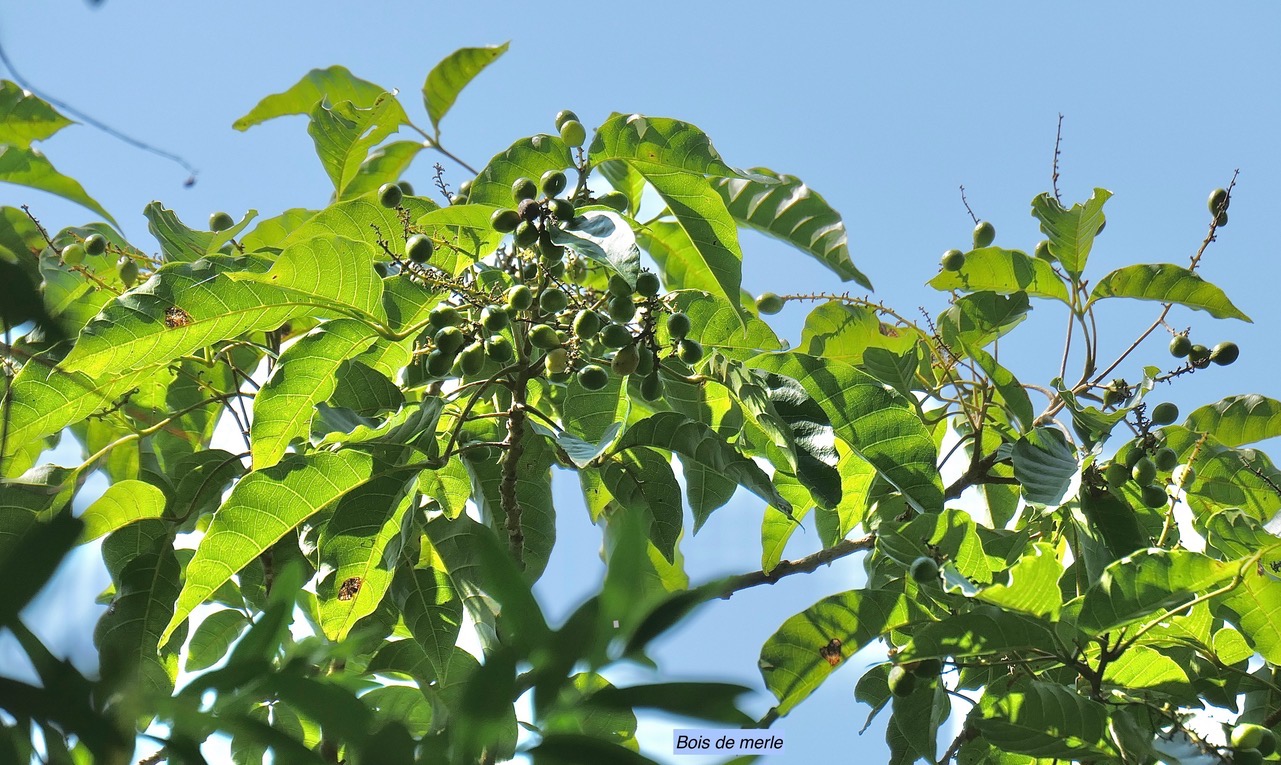 Allophylus borbonicus.bois de merle.sapindaceae.endémique Réunion Maurice Rodrigues..jpeg