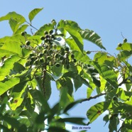 Allophylus borbonicus.bois de merle.sapindaceae.endémique Réunion Maurice Rodrigues..jpeg