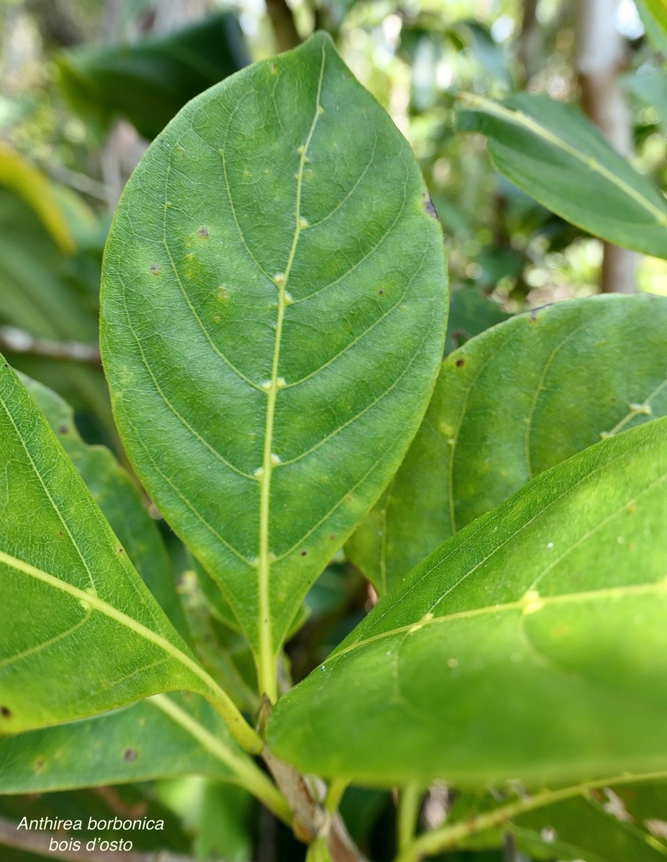 Antirhea borbonica. bois d’osto ( feuille avec domaties ).rubiaceae.endémique Réunion Maurice Madagascar.jpeg