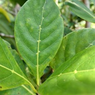 Antirhea borbonica. bois d’osto ( feuille avec domaties ).rubiaceae.endémique Réunion Maurice Madagascar.jpeg