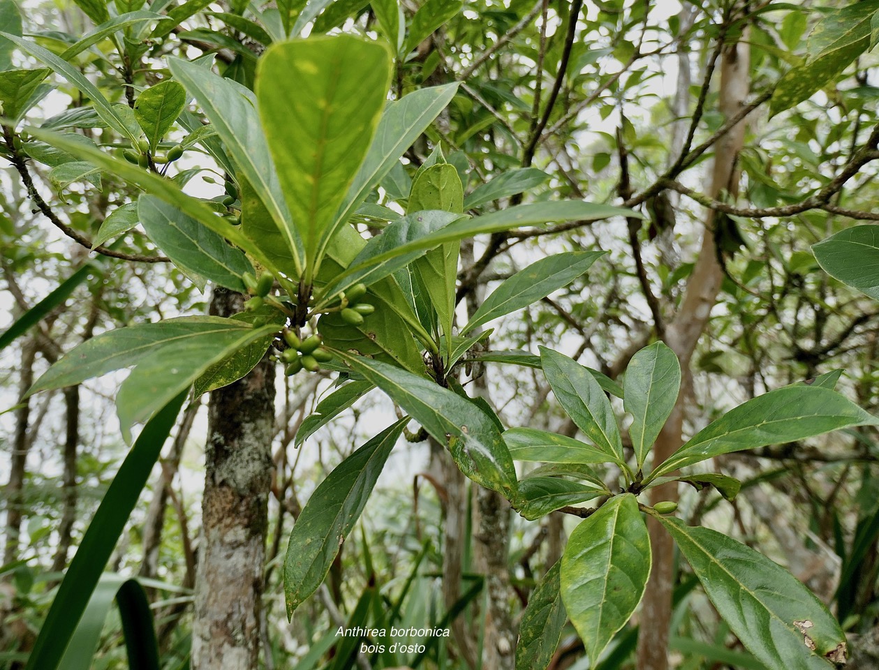 Antirhea borbonica. bois d’osto .avec fruits .rubiaceae.endémique Réunion Maurice Madagascar.jpeg