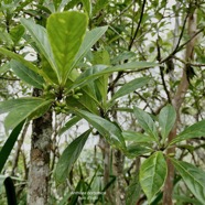 Antirhea borbonica. bois d’osto .avec fruits .rubiaceae.endémique Réunion Maurice Madagascar.jpeg