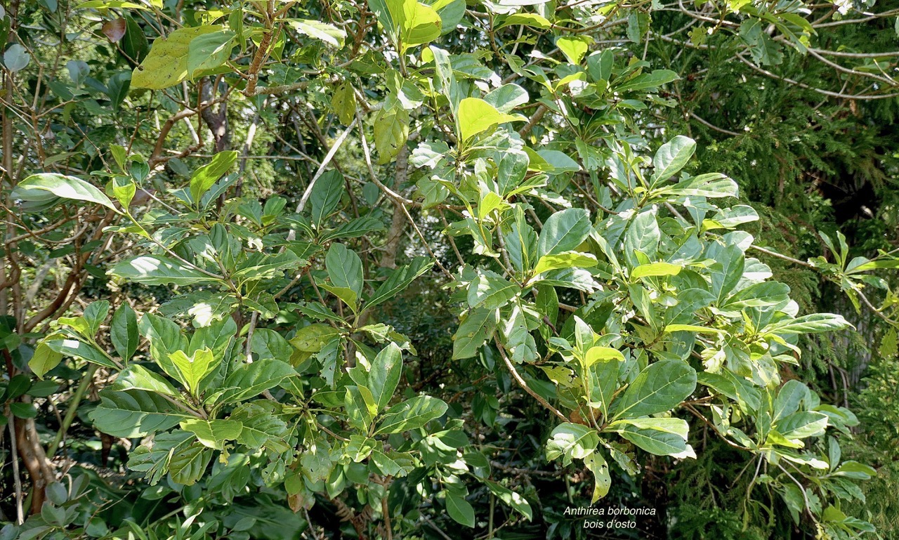 Antirhea borbonica. bois d’osto .rubiaceae.endémique Réunion Maurice Madagascar.jpeg