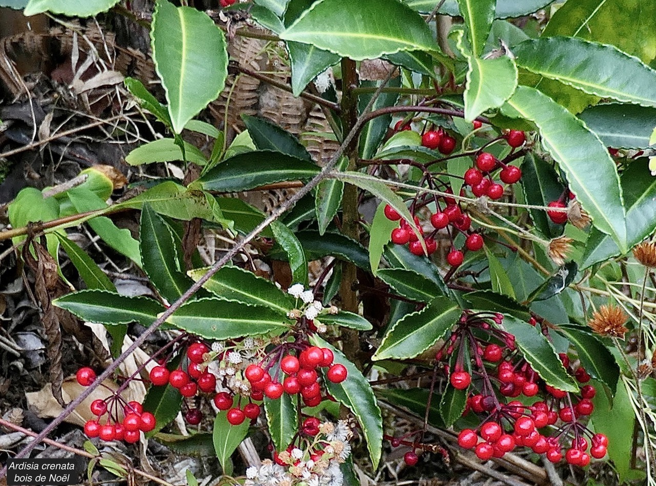 Ardisia crenata.bois de Noël.primulaceae.amphinaturalisé..jpeg