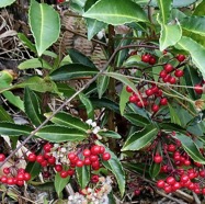 Ardisia crenata.bois de Noël.primulaceae.amphinaturalisé..jpeg