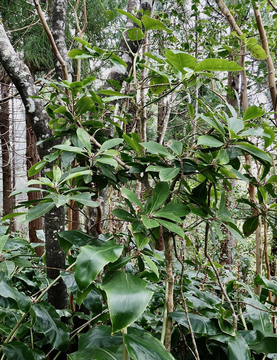 Badula barthesia. bois de savon.bois de pintade.primulaceae.endémique Réunion. et bois de tambour au dessus à l'arrière.jpeg