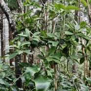 Badula barthesia. bois de savon.bois de pintade.primulaceae.endémique Réunion. et bois de tambour au dessus à l'arrière.jpeg