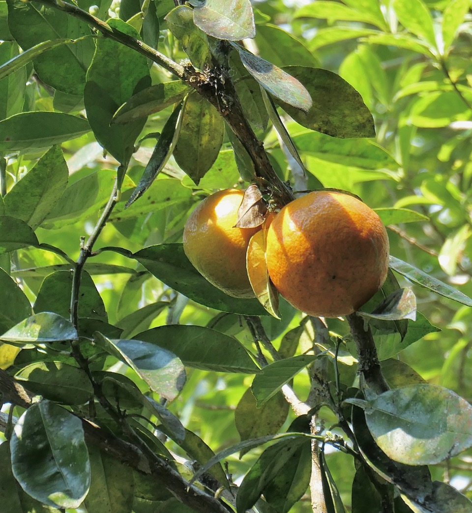 Citrus x aurantium L.var.aurantium.bigarade.rutaceae..jpeg