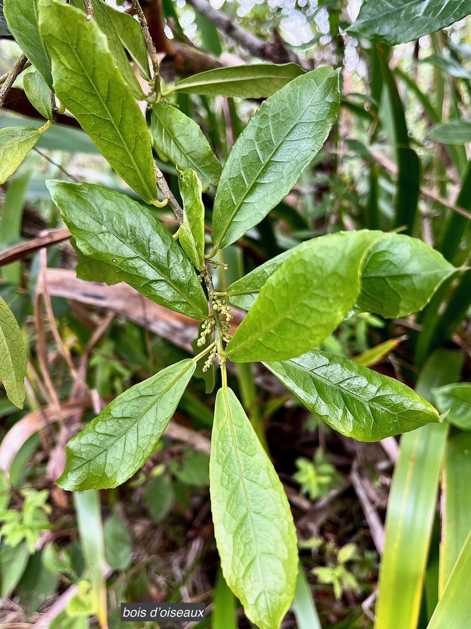 Claoxylon parviflorum -bois d’’oiseaux.euphorbiaceae.endémique Réunion Maurice Rodrigues..jpeg