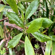 Claoxylon parviflorum -bois d’’oiseaux.euphorbiaceae.endémique Réunion Maurice Rodrigues..jpeg