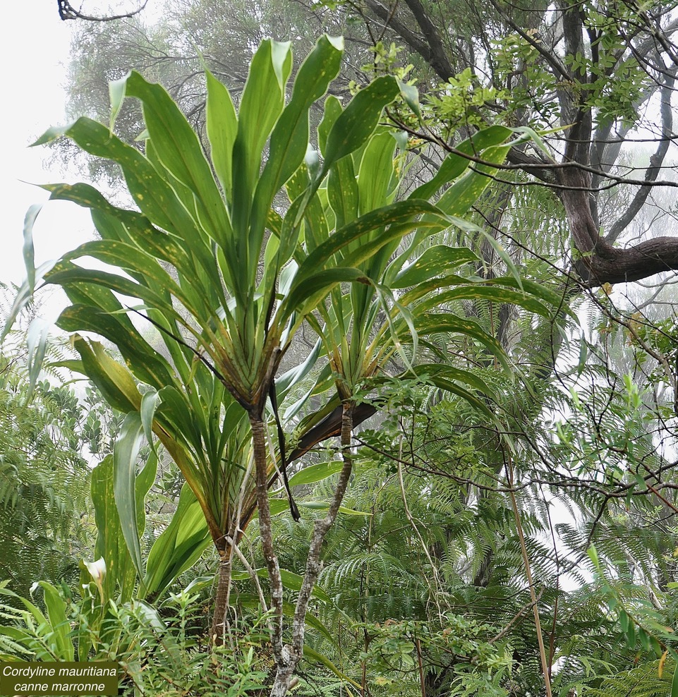 Cordyline mauritiana.canne marronne.asparagaceae.endémique Réunion Maurice..jpeg