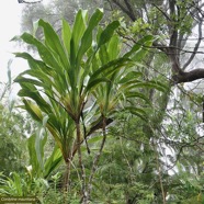 Cordyline mauritiana.canne marronne.asparagaceae.endémique Réunion Maurice..jpeg