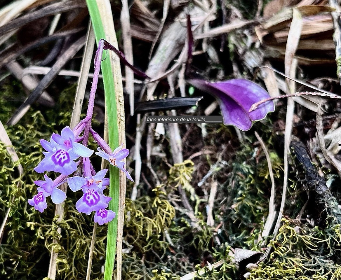 Cynorkis discolor (Frapp.) Schltr.orchidaceae.endémique Réunion. (1).jpeg