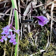 Cynorkis discolor (Frapp.) Schltr.orchidaceae.endémique Réunion. (1).jpeg