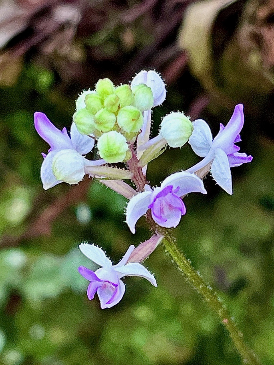 Cynorkis ridleyi T. Durand et Schinz.orchidaceae.endémique Madagascar Comores et Mascareignes.devenu Cynorkis squamosa dans la nouvelle flore des Mascareignes (1).jpeg