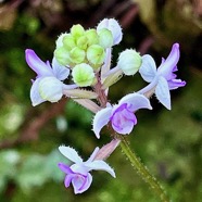 Cynorkis ridleyi T. Durand et Schinz.orchidaceae.endémique Madagascar Comores et Mascareignes.devenu Cynorkis squamosa dans la nouvelle flore des Mascareignes (1).jpeg