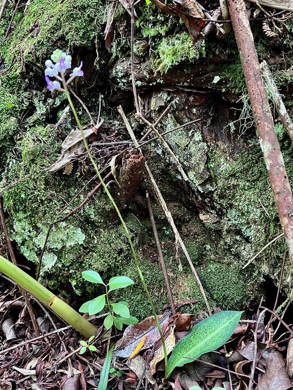 Cynorkis ridleyi T. Durand et Schinz.orchidaceae.endémique Madagascar Comores et Mascareignes.devenu Cynorkis squamosa dans la nouvelle flore des Mascareignes.jpeg