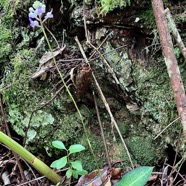 Cynorkis ridleyi T. Durand et Schinz.orchidaceae.endémique Madagascar Comores et Mascareignes.devenu Cynorkis squamosa dans la nouvelle flore des Mascareignes.jpeg