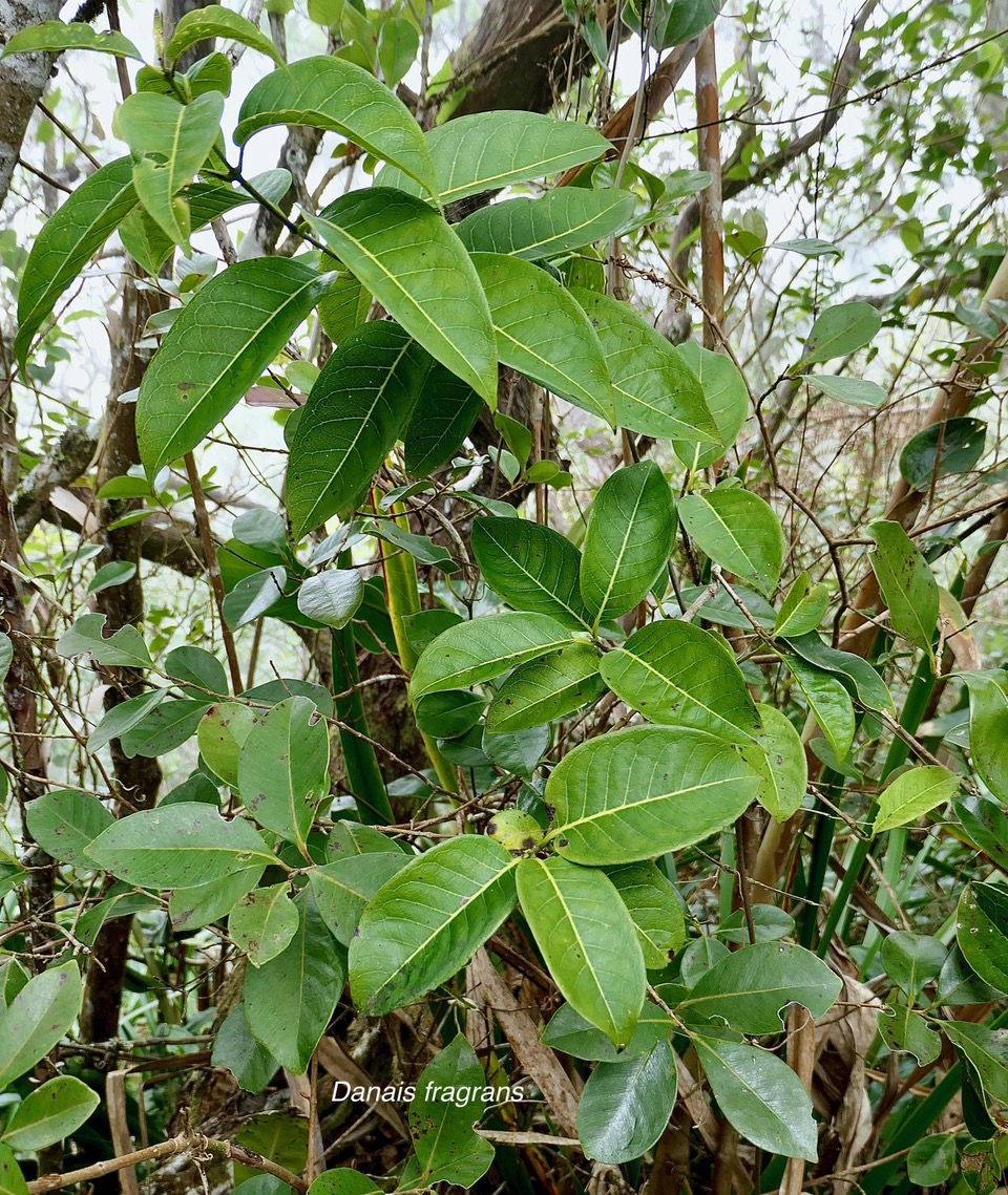 Danais fragrans.liane jaune.lingue noir ( au premier plan ) .rubiaceae.endémique Madagascar Mascareignes..jpeg